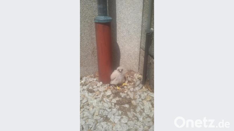 Falke aus dem Nest gefallen. Bild: exb