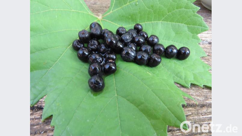So sieht die Aronia (hier aufgetaut und auf einem Weinblatt) aus, wenn sie reif ist. Bild: ubb