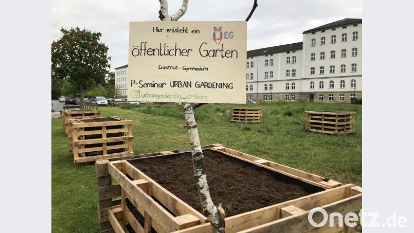 Ein paar Schubkarrenreifenumdrehungen von der OTH Amberg entfernt entsteht ein Stadtgarten. Schüler des Erasmus-Gymnasiums, Bauamt und Betriebshof laden Bürger zum Mitgestalten ein. Bild: Erasmus-Gymnasium