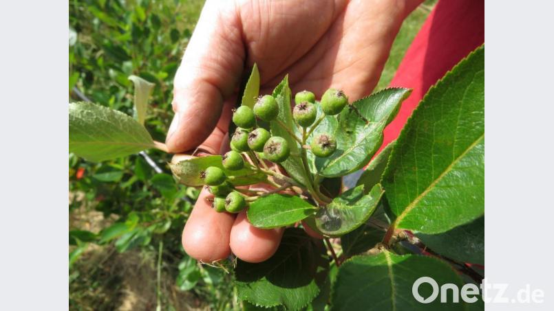 Geht es nach den grünen Beeren, werde die Ernte in diesem Jahr verdoppelt, sagt Peter Jacobey. Bild: ubb