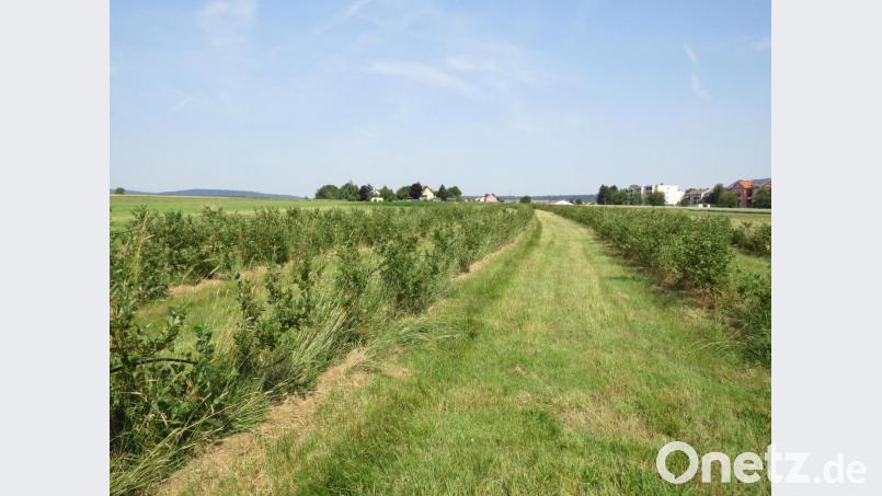 Aronia soweit das Auge reicht: 2000 Aroniasträucher pflegt das Ehepaar Jacobey nahe Mitterteich. Bild: ubb