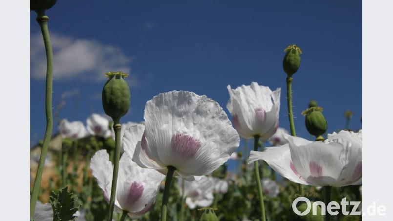 Um den Anbau von Mohn geht es beim nächsten Bio-Bauern-Stammtisch. Am Donnerstag, 4. Juli, steht die Sonderkultur im Mittelpunkt. Nach der Besichtigung einiger Felder erfolgt ein zwangloser Austausch in der &quot;Schlossschänke&quot; in Friedenfels. Bild: bsc