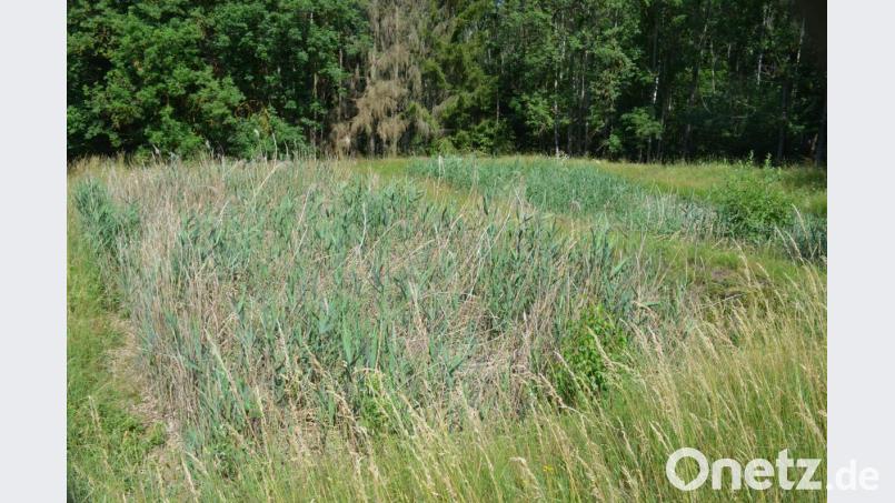 Zwei kleine Schilfbecken, davor ein betoniertes Absetzbecken. Die Abwasseranlage Kleinpoppenhof sieht aus wie ein Biotop. Was ist daran so extrem teuer im Betrieb?, fragen sich die sechs Anschließer. Bild: fz