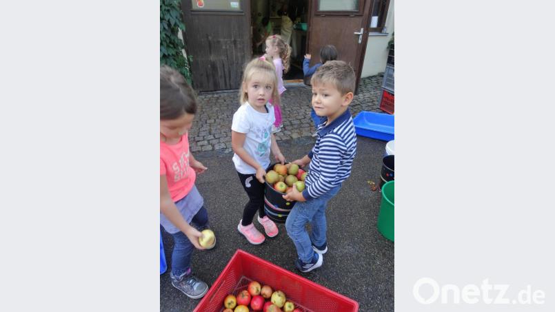 Fleißige Erntehelfer des katholischen Kindergartens &quot;Unsere Liebe Frau&quot; in Tirschenreuth sammeln Streuobst und genießen... Bild: Katholischer Kindergarten Tirschenreuth