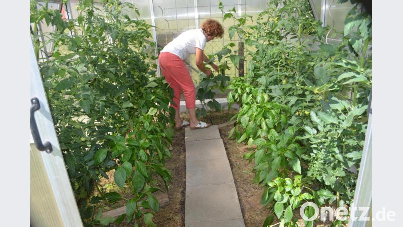 Üppiges Pflanzenleben im Gewächshaus von Heidi Stangl. Bild: fz