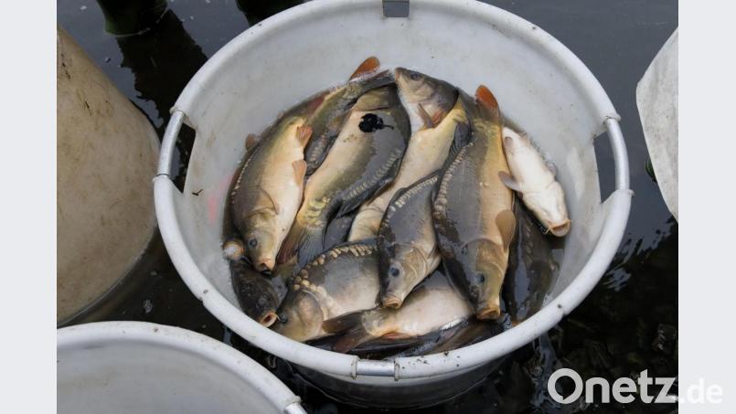 Karpfen wachsen langsam heran. Drei Jahre dauert es, bis aus einem Setzling ein schlachtreifer Fisch geworden ist. Doch um ein Bio-Siegel zu erhalten, müssen noch mehr Faktoren erfüllt sein. Bild: tr