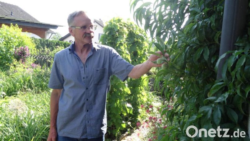 Dem Pfirsichbaum geht es bei sommerlicher Hitze gut. Arthur Wiesmet freut sich über die reifenden Früchte. Bild: hka