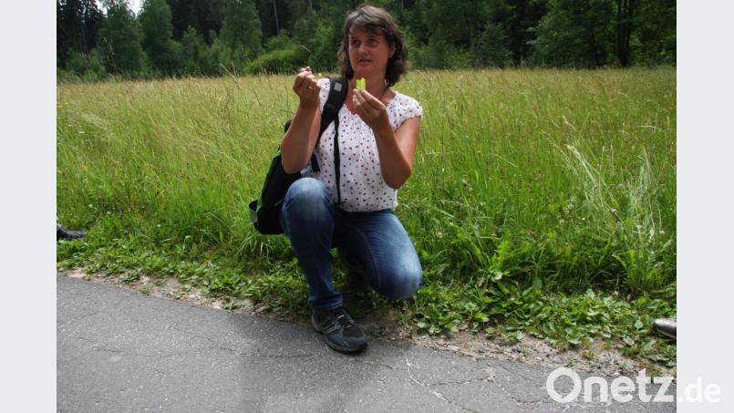 Die Pflanzen, die direkt am Straßen- oder Wegrand wachsen, sollte man besser meiden, empfahl die Kräuterexpertin, Regina Herrmann am frühen Sonntagnachmittag. Bild: wro