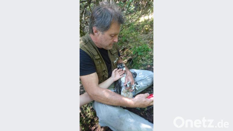 Martin Gabriel wurde von der höheren Naturschutzbehörde beauftragt, die Fischadler zu beringen. Bild: exb