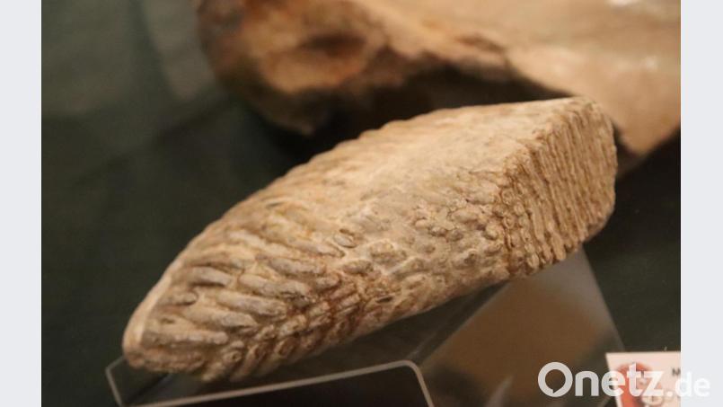 Ein Mammutzahn, ein originales Exponat. Bild: mfh