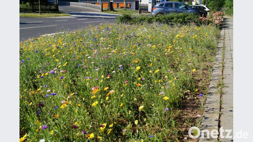 Blühstreifen entlang der Haupt- und Kirchenstraße. Bild: du