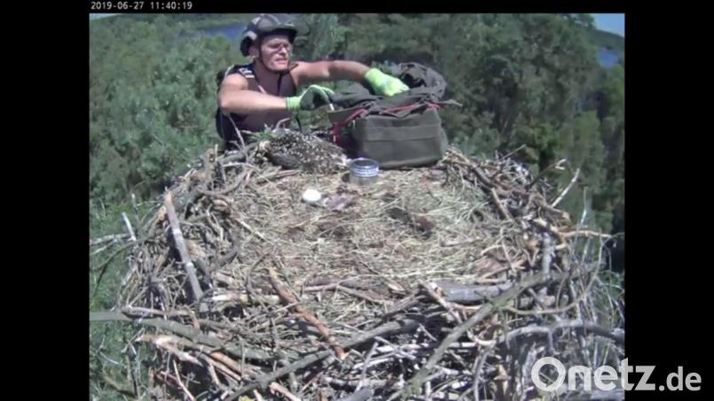 Die Beringung der Fischadler ist für Manfred Härtl harte Arbeit: Er muss auf den Baum klettern, auf dem sich der Fischadler-Horst befindet. Bild: exb