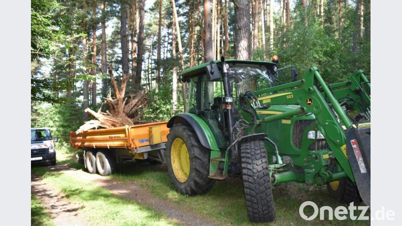 Beim Umwelttag in Grafenwöhr wird in der Natur "aufgeräumt". Dazu gehört auch, alte Bäume zu entfernen. Bild: rgr