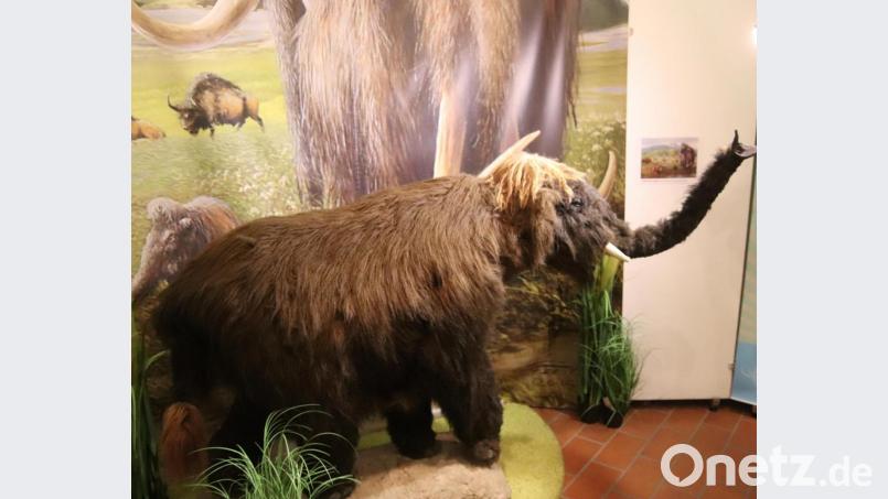 Wer will nicht einmal ein Mammut-Baby streicheln? Bis 6. Januar ist das im Stadtmuseum in Sulzbach-Rosenberg gefahrlos möglich. Bild: mfh