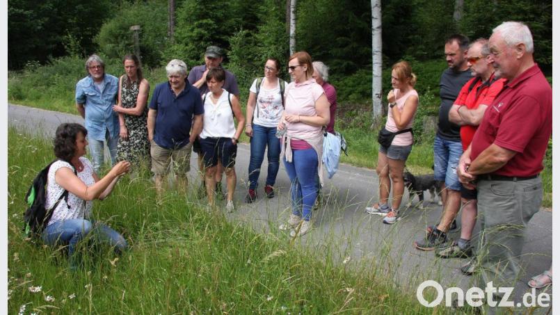 Regina Herrmann ist in ihrem Element: die Erbendorferin liebt alles was in der Natur vorkommt, vor allem aber die heilenden Pflanzen, die es an der „Schleif“ in Hülle und Fülle gibt. Bild: wro