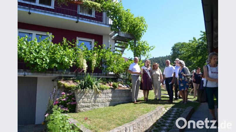 Bürgermeister Josef Hammer, die Holunderkönigin, Rosa Prell und Albert Nickl (von links) hätten gerne von den üppigen Trauben genascht, aber sie sind noch nicht reif. Bild: fz