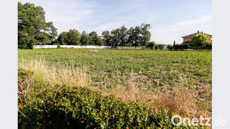 Auf diesem freien Grundstück nahe des Friedhofs Dachelhofen (im Hintergrund) sollen vier Mehrfamilienhäuser entstehen. Bild: Hösamer