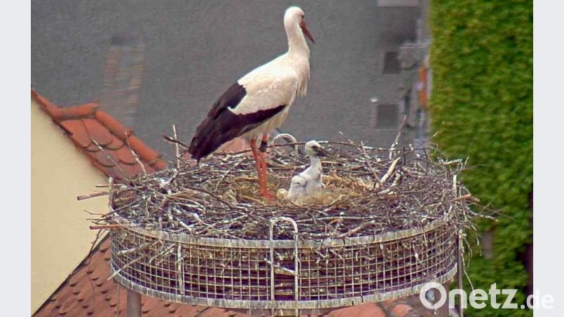 Gestatten: Das ist der jüngste Storch im Horst auf dem Alten Schulhaus – leider ein Einzelkind. Bild: Webcam Stadt Weiden