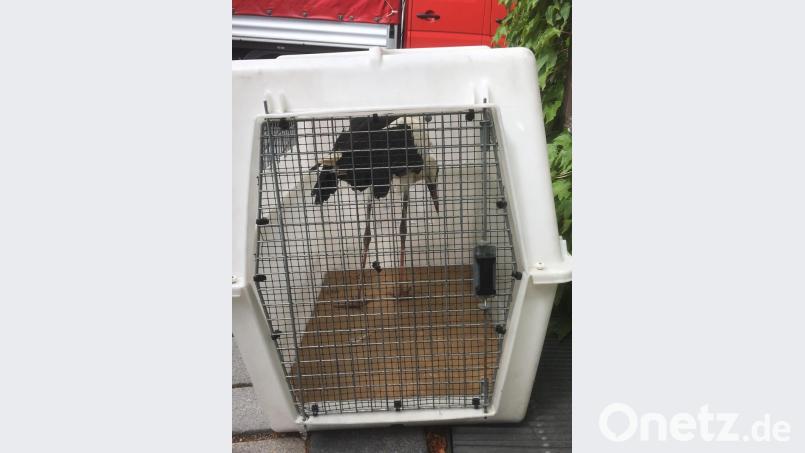 In dieser Transportbox brachte die Feuerwehr Weiden den Jungstroch erst zum Tierarzt und später zu einem Zoohaus in Tirschenreuth, wo er übers Wochenede unter Beobachtung steht. Bild: Feuerwehr Weiden