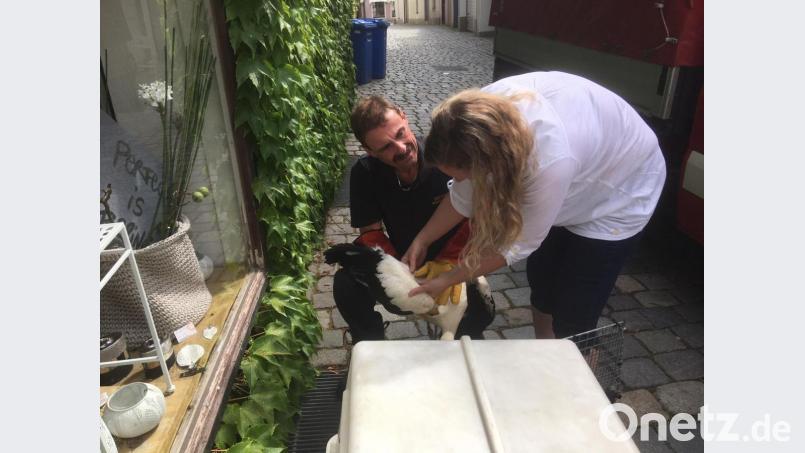 Gemeinsam untersuchen Stadtbrandrat Richard Schieder und Amtstierärztin Dr. Barbara Bäumler den in der Schulgasse herabgekrachten Jungstorch. Bild: Feuerwehr Weiden
