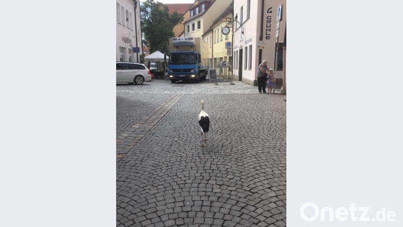 Ein laufender Storch: Da stoppte am Freitagvormittag der Lieferverkehr in der Fußgängerzone. Bild: Feuerwehr Weiden
