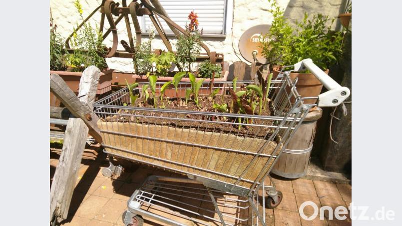 Was alles so in einen Forster-Einkaufwagen passt! Bild: mma