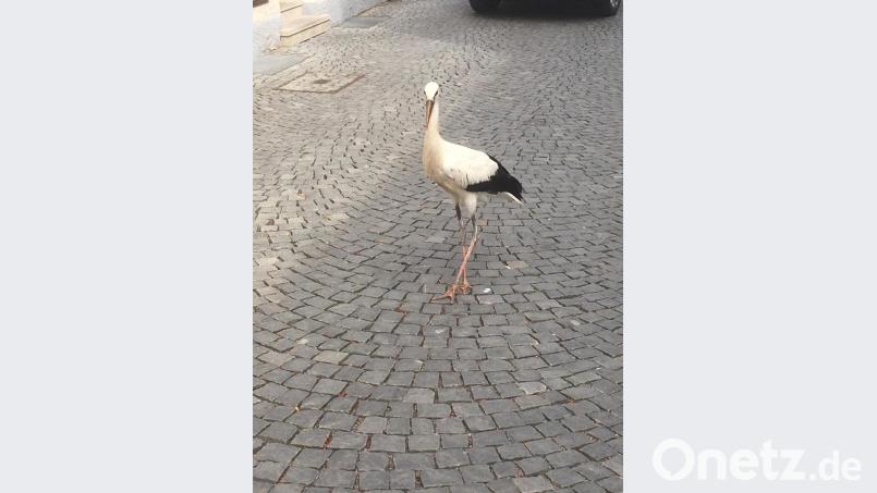 Nach seinem Flug gegen die Hausmauer rappelte sich der Storch zwar wieder hoch, aber er schritt äußerst benommen durch die Schulgasse. Bild: Feuerwehr Weiden