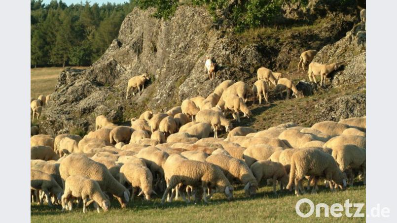 Eine Schafsherde stürzte im Karwendelgebirge in den Tod. Symbolbild: Petra Hartl
