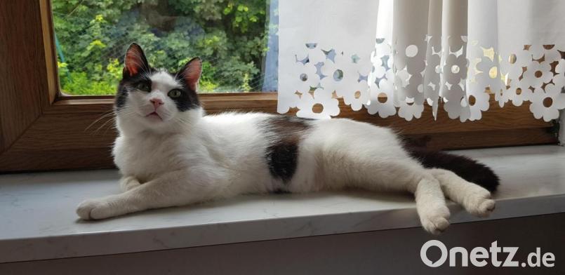 Mag keine Hunde, liebt aber Menschen - insbesondere Frauen: Kater Siggi lebt seit April bei Sabine Schmid in Meerbodenreuth und braucht nun ein neues Zuhause. Bild: Tobias Gräf
