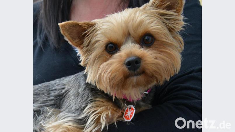 Ein Yorkshire-Terrier blickt treuherzig in die Kamera. Ein Hund dieser Sorte ist am Freitag in Schwandorf in einem aufgeheizten Auto zurückgelassen worden. Symbolbild: Petra Hartl