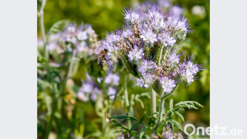 Momentan dominiert das Blau der Facelia die Blühfläche, die Manfred Beer für die Paten nahe Pretzabruck angelegt hat. Die Bienen fliegen drauf. Bild: Hösamer
