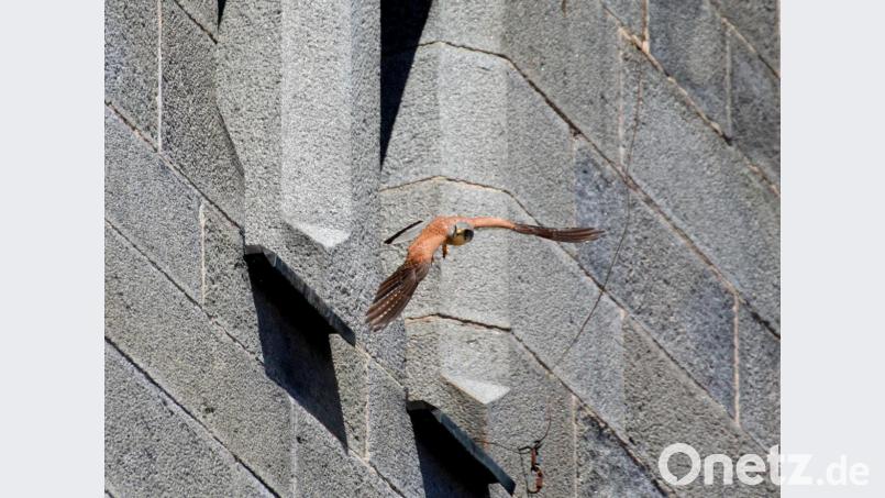Den jungen Turmfalken geht es im Umfeld der Kirche gut. Bild: njn