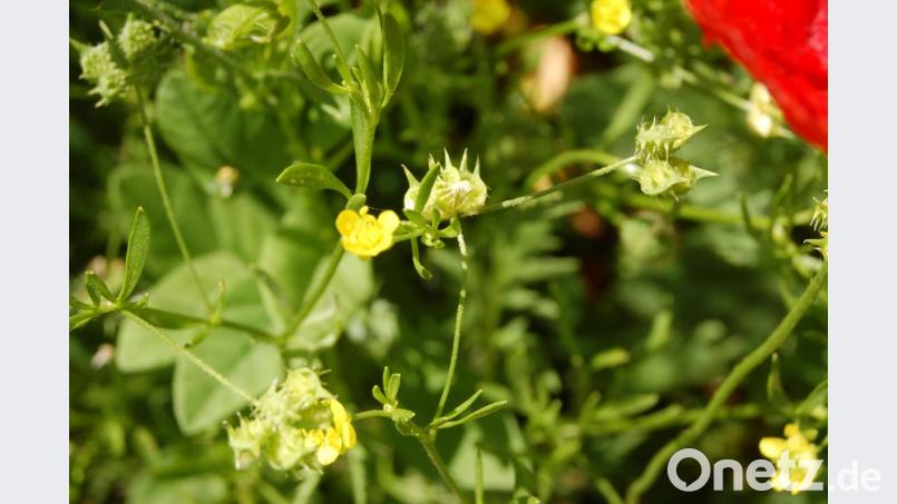 Auch der gelb blühende Acker-Hahnenfuß ist auf Trummers Äckern zu finden. Charakteristisch sind die stacheligen Früchte dieser zarten Pflanze. Er steht auf der Roten Liste der in Deutschland gefährdeten Arten. Bild: Barbara Ströll, Öko-Modellregion