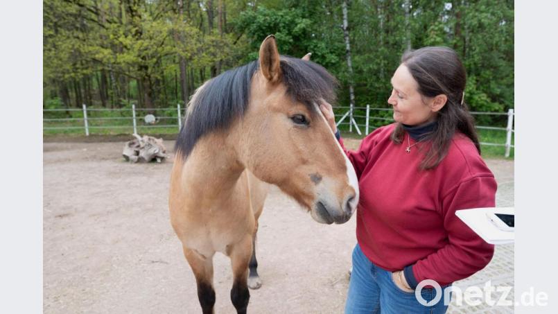 Katja Süß beherbergt insgesamt fünf Therapiepferde auf ihrem Hof. Jonathan ist eines davon. Bild: Laura Schertl