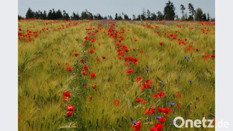 So schaut ein Bio-Acker von Karl Trummer in Oberweißenbach aus: Wintergerste mit Mohn-Streifen. Das Streifenmuster ergibt sich durch die besondere Anbauweise der Dammkultur. Dabei bleibt zwischen den Getreidereihen viel Platz für Wildkräuter und Feldlerchen. Bild: Barbara Ströll, Öko-Modellregion