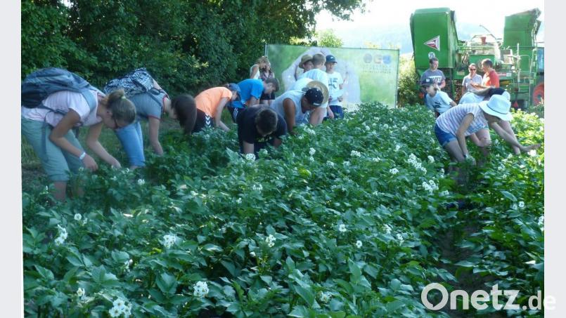 Früher gab es schulfrei zum Kartoffelkäfer-Klauben. Die Schüler der 7c der Doktor-Eisenbarth-Mittelschule suchten im Unterricht nach dem Schädling. Sie waren Gäste auf dem Kartoffel-Pflanzgarten des Ortenburg-Gymnasiums und lernten dort alles Wissenswerte rund um die Feldfrucht kennen. Bild: Portner