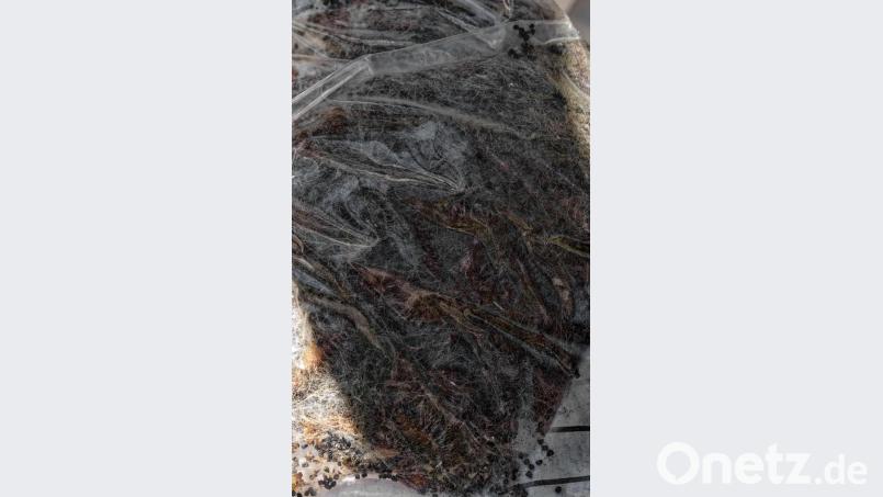 Sicher im Plastikbeutel verpackt. Dieses Nest kommt zu den anderen in einem weiteren großen Plastikbeutel. Die werden dann in der Müllverbrennungsanlage in Schwandorf verbrannt. Bild: tr