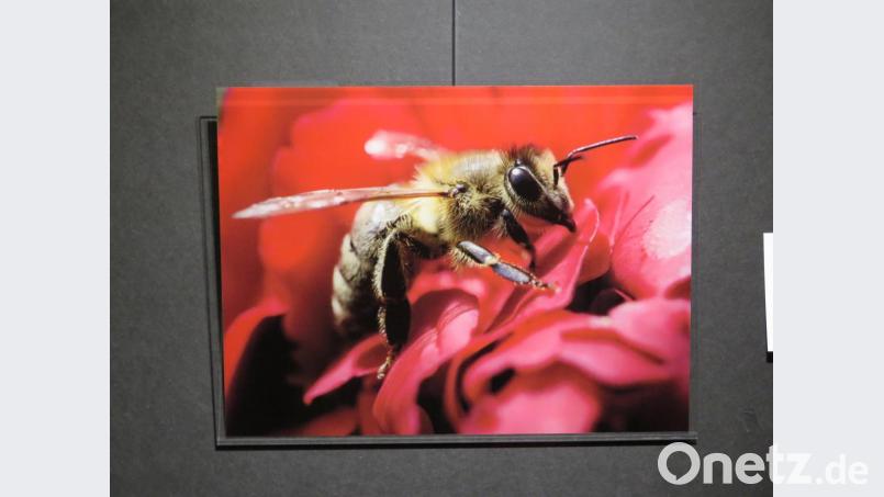 "Apis mellifikca" von Melanie Burger. Repro: ubb