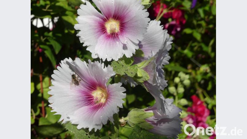 Malven als "Landeplatz" für Insekten. Bild: rn