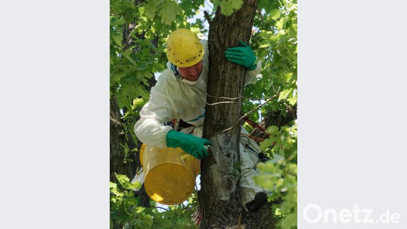 Mit Sprühkleber wird das Nest gesichert. Bild: tr
