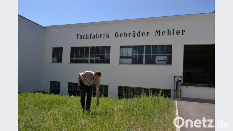 Jeder kann etwas tun, auch die Unternehmer, ist sich Paulus Mehler, Geschäftsführer der Tuchfabrik Mehler in Tirschenreuth sicher. Er ließ auf dem Firmengelände eine Blühfläche anlegen. Bild: szl