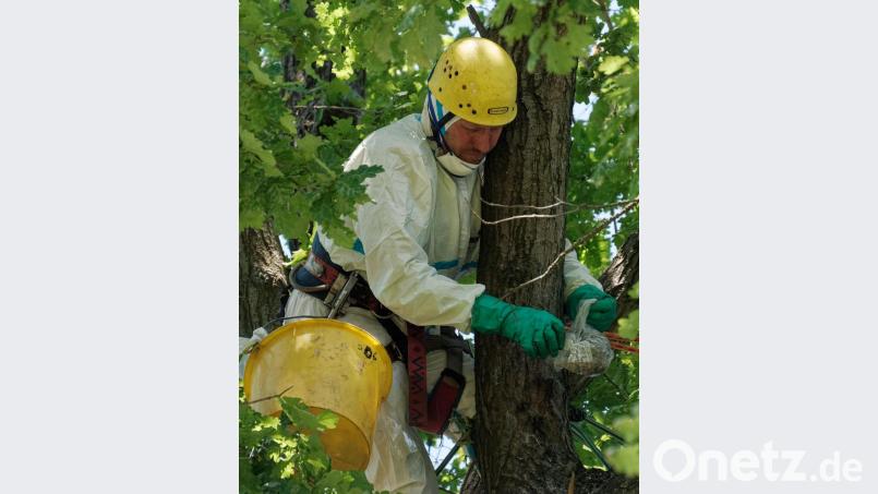 Sicher eingetütetes Nest. Bild: tr