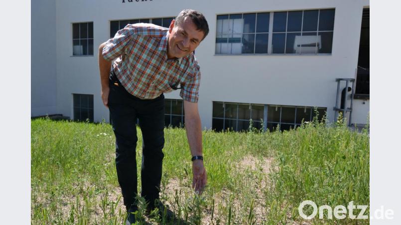 Auch wenn es aktuell hauptsächlich nach grünem Wildwuchs aussieht, ist Paulus Mehler überzeugt, dass die Blühfläche Erfolg hat. Bild: szl