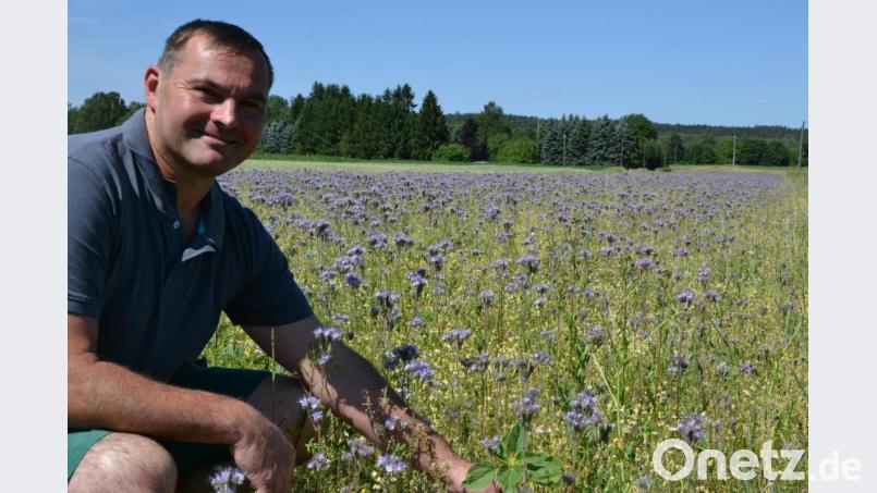 Es zirpt und surrt rund um Alexander Weigl. Auf der Blühwiese an der B15 am Ortseingang von Tirschenreuth blühen aktuell vor allem lila Phycelia – Bienen, Hummeln, Grashüpfer und Maikäfer fühlen sich hier wohl. Auch Sonnenblumen gehen langsam in die Höhe, freut sich der Landwirt aus Pilmersreuth an der Straße. Bild: szl