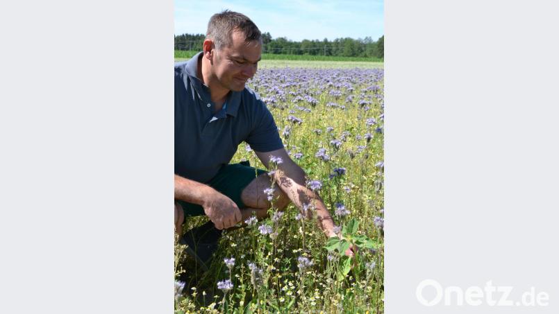 Landwirt Alexander Weigl zeigte Eigeninitiative und legte zwei Hektar Blühflächen an. Dafür konnte er auch rund 50 Paten finden. Bild: szl