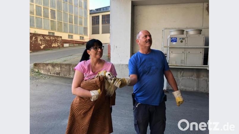 Glücklich weil unverletzt: Nach erfolgreicher Rettung steckten die Retter Heidi Fienz (links) und Helmut Staratschek den noch rußgeschwärtzen Storch in eine Kiste für den Transport in die Vogelauffangstation in Regenstauf. Bild: exb