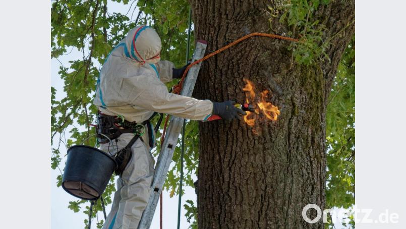 Mit dem Gasbrenner werden letzte Rückstände an Härchen und Raupen beseitigt. Bild: tr