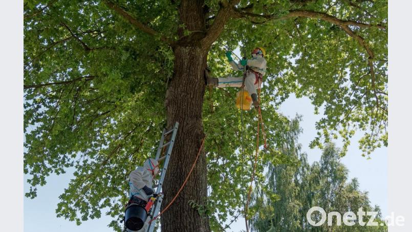 Um die 20 Nester des Eichenprozessionsspinners haben die Experten in der Eiche an der Kapelle in Oberbruck vernichtet. Bild: tr