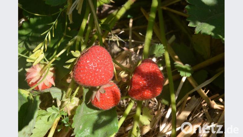 Die Erdbeeren sind reif. Bild: Benkhardt