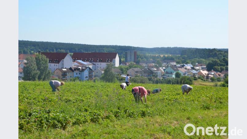 Erdbeerernte vor den Toren der Stadt Erbendorf. Bild: wb